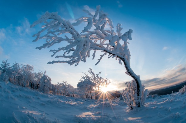 winter_tree